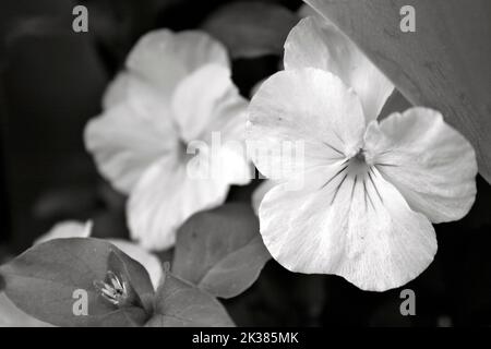 Eine Grauskala-Nahaufnahme von Weicheiern im Garten. Stockfoto