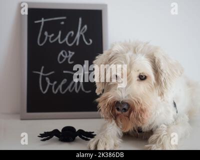 Weißer Schnauzer Hund wünscht uns an halloween Trick and Treat Stockfoto