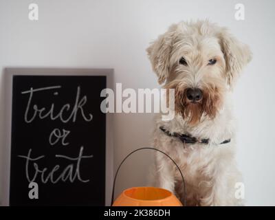 Weißer Schnauzer Hund wünscht uns an halloween Trick and Treat Stockfoto