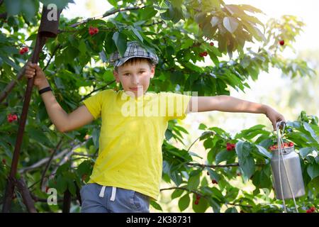 Das Kind pflückt Kirschen im Garten. Kleiner Junge reißt süße Kirsche von einem Baum im Garten. Selektiver Fokus. Stockfoto