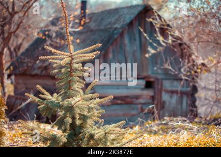 Hinter dem Weihnachtsbaum steht ein altes verlassene Holzhaus. Stockfoto
