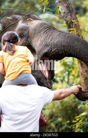 Wilder asiatischer Elefant im Dschungel von Kambodscha, Südostasien Stockfoto