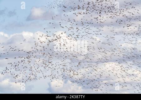 Sandhill-Kraniche (Grus canadensis), die über dem Platte River, Nebraska, USA, reiten, von Dominique Braud/Dembinsky Photo Assoc Stockfoto