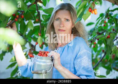 Eine schöne ältere Frau erntet Kirschen. Eine fünfzigjährige Frau in den Zweigen eines Obstbaums. Stockfoto