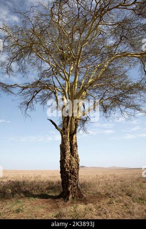 Fieberbaum (Vachellia xanthohloea), wächst in der Nähe von Sumpf, in der Nähe von kurzer Grassavanne, N. Kenya, E Afrika, von Dembinsky Photo Assoc Stockfoto