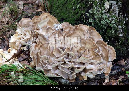 Maitake-Pilze (Grifola frondosa), die an der Basis des Baumes wachsen, E Laubwald, Spätsommer, Herbst, E USA, Von James D. Coppinger/Dembinsky Photo Assoc Stockfoto