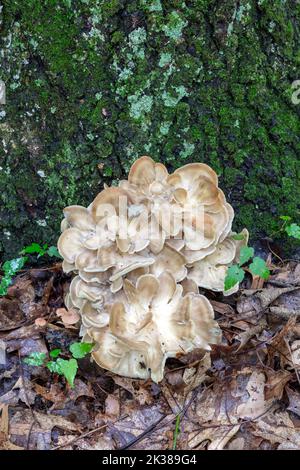 Maitake-Pilze (Grifola frondosa), die an der Basis des Baumes wachsen, E Laubwald, Spätsommer, Herbst, E USA, Von James D. Coppinger/Dembinsky Photo Assoc Stockfoto