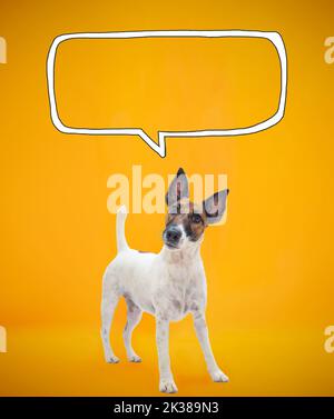 Lustige glatte Fuchs Terrier mit gekipptem Kopf vor orangenen Hintergrund mit gezeichneten Sprechblase. Digitale Collage, kommunizierende Haustiere, Nachricht, leerer Text Stockfoto