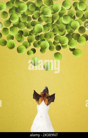 Hund schaut auf den Haufen von Bällen, digitale Collage. Lustige spielerische glatte Fuchs Terrier Blick auf Tennisbälle zu spielen fetch mit Stockfoto
