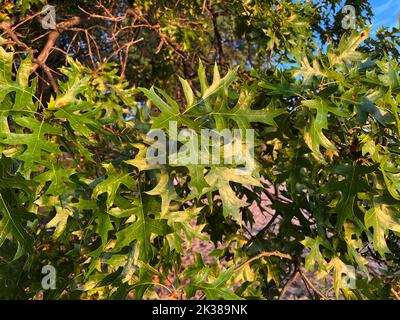 Northern Pink Oak Leaves, Summer, (Quercus palustris), E USA, von Dembinsky Photo Assoc Stockfoto