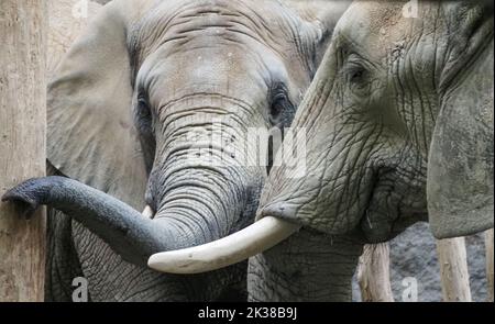 Zwei afrikanische Elefanten im Zoo Wien Schönbrunn. Tiergarten Schönbrunn ist ein Zoo auf dem Gelände des Schloss- und Parkkomplexes Schönbrunn am Stadtrand von Wien. Er wurde 1752 gegründet und ist der älteste Zoo Europas. Mehr als 8500 Tiere (etwa 700 Arten) leben hier heute. Mehr als 2 Millionen Menschen besuchen den Zoo jährlich. Stockfoto