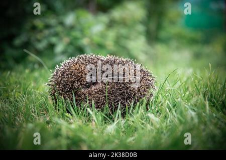 Igel im Gras aus der Nähe rollte sich zu einem Ball auf seiner Seite. Tiere in freier Wildbahn. Tiere im Wald. Igelporträt mit Nadeln. Kleinsäuger Stockfoto