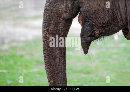 Lächelnder Elefant. Nahaufnahme eines Elefanten lächelt, Mund eines afrikanischen Elefanten. Stockfoto