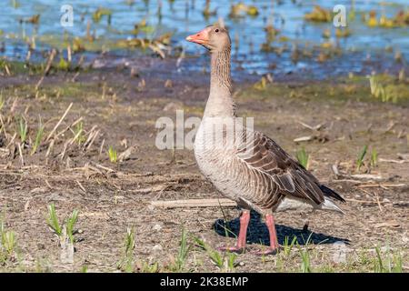 Mutter Graugans oder Graugans (Anser anser) im feuchten Grasland Stockfoto