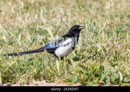 Die Eurasische Elster oder gewöhnliche Elster (Pica pica), residenter Brutvogel im gesamten nördlichen Teil des eurasischen Kontinents. Es ist einer der Vögel in Stockfoto