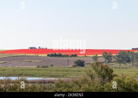 Schöne Landschaft von Papaver rhoeas, sind gemeinsame Namen oder ​corn Mohnblume, Maisrose, Feldmohn, Flandern Mohnblume und roten Mohns Stockfoto
