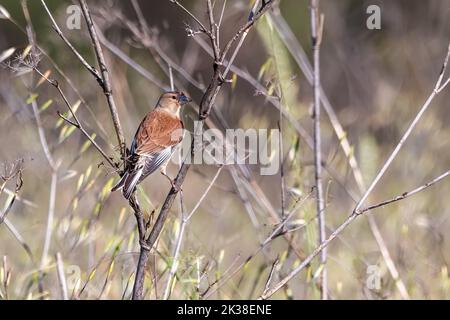 Eurasisches Linnet oder gewöhnliches Linnet (Linaria cannabina) ist ein kleiner Singvögel der Finkenfamilie Fringillidae. Stockfoto