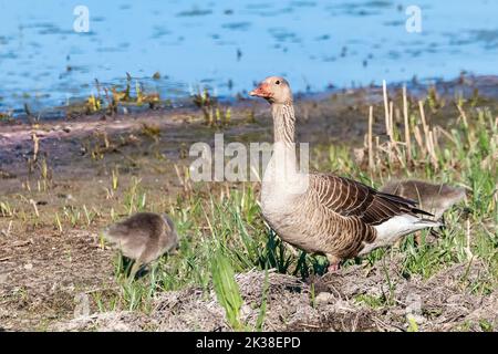 Mutter Graugans oder Graugans (Anser anser) mit Küken, die im feuchten Grasland herumlaufen Stockfoto