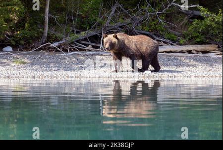 Grizzly Bear Beim Spaziergang Entlang Der Shoreline Reflection Stockfoto