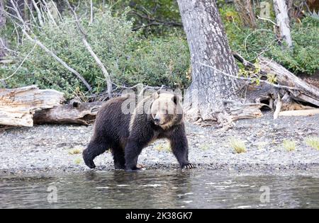 Grizzly Bear mit Blonde Head bei einem Spaziergang entlang der Shoreline Stockfoto