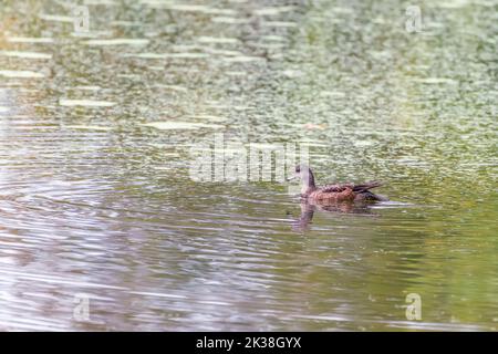 Weibliche amerikanische Kerker, auch als Baldpate (Mareca americana) bekannt, die im National Historical Park von Cesapeake und Ohio Canal schwimmt. Maryland. USA Stockfoto