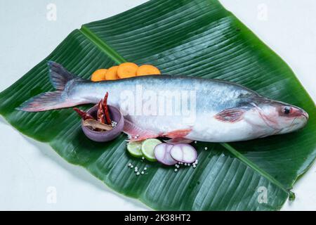 Pangasius, PanGas Wels Süßwasserfisch Stockfoto