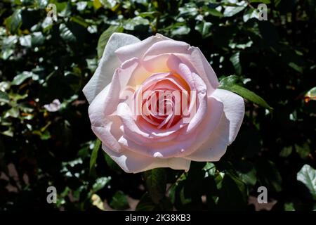 Diese rosa und weiße Rose sticht hervor, da sie in voller Blüte steht. Stockfoto