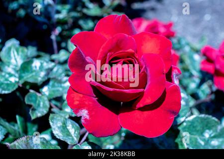 Eine rote Chinarose, umgeben von grünen Blättern. Stockfoto