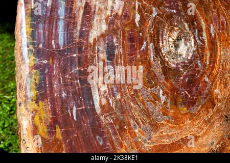 Versteinerter Baumstamm im Botanischen Garten der Universität Basel, Basel, Schweiz Stockfoto