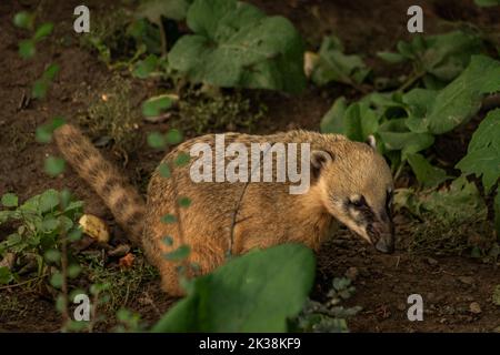 Nasua nasua Tier mit grünen Blättern im Sommer trockenen Tag Stockfoto