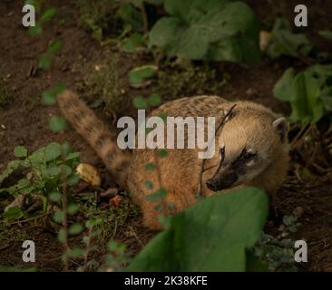 Nasua nasua Tier mit grünen Blättern im Sommer trockenen Tag Stockfoto