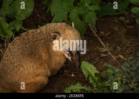 Nasua nasua Tier mit grünen Blättern im Sommer trockenen Tag Stockfoto