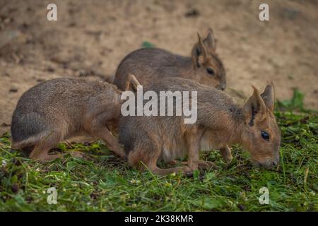 Dolichotis patagonum behaartes Tier im Herbst sonnig frischen Tag Stockfoto