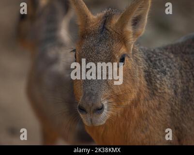 Dolichotis patagonum behaartes Tier im Herbst sonnig frischen Tag Stockfoto