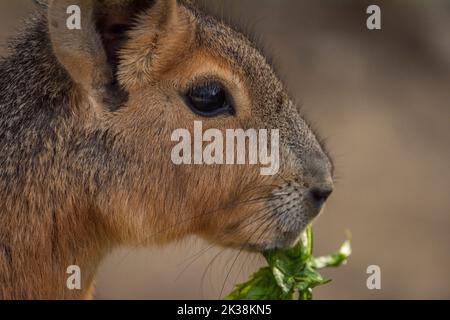 Dolichotis patagonum behaartes Tier im Herbst sonnig frischen Tag Stockfoto