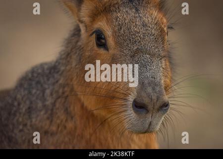 Dolichotis patagonum behaartes Tier im Herbst sonnig frischen Tag Stockfoto