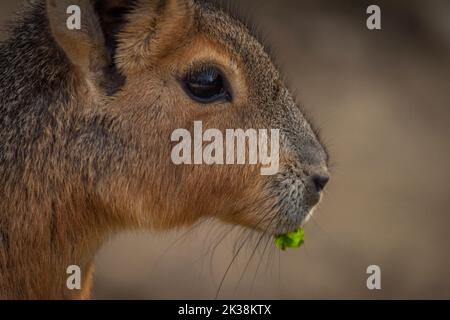 Dolichotis patagonum behaartes Tier im Herbst sonnig frischen Tag Stockfoto