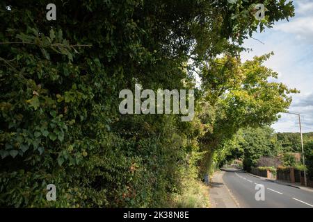 Tilehurst, Großbritannien. 25.. September 2022. Ein Blick auf den Kentwood Hill auf ein wildlebenreiches Waldgebiet, das vermutlich durch Vermessungsarbeiten und potenzielle Landrodung bedroht ist. Ein Teil des Geländes neben den Zuteilungen, das sich im Besitz von Tilehurst Poor's Land Charity (TPLC) befindet, wurde für den Wohnungsbau vorgesehen. Anwohner und Kleingärtner, die sich dafür einsetzen, Kentwood Green zu erhalten, damit das Land vor der Entwicklung geschützt wird, behaupten, dass die Anwesenheit von Dachsen, Füchsen, langsamen Würmern, Muntjac-Hirschen und Rotkiten auf dem Gelände aufgezeichnet wurde. Kredit: Mark Kerrison/Alamy Live Nachrichten Stockfoto