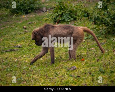 Affen suchen im Gras des Zoos nach Nahrung. Stockfoto