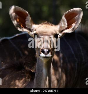 Nahaufnahme einer weiblichen Ameisenantilope, die auf die Kamera starrt Stockfoto