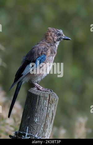 Der eurasische Jay Garrulus glandarius thronte auf einem Zaunpfosten im Dorf Flitcham, Nordwesten, Norfolk, Großbritannien Stockfoto