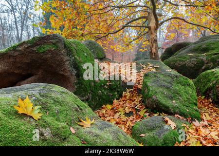 Malerische Herbstszene. Gefallene apfelblätter sind auf die mit Moos bedeckten Steine zu sehen. Stockfoto