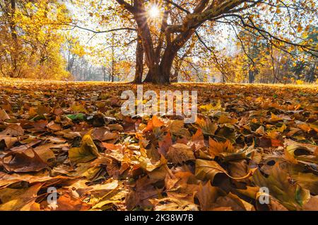 Der Herbst hinterlässt Teppich auf dem Boden. Farbenfrohe Herbstszene. Stockfoto