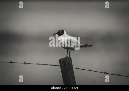 Nahaufnahme einer wunderschönen Möwe in Schwarz-Weiß Stockfoto