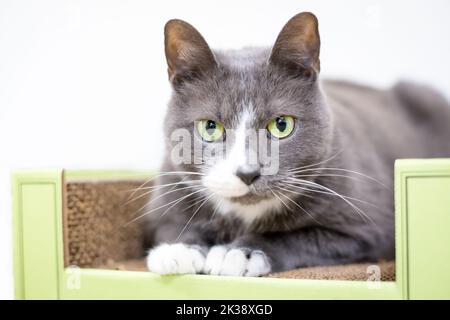 Eine grau-weiße Kurzhaarkatze mit grünen Augen, die auf einem Kratzer-Spielzeug liegt Stockfoto