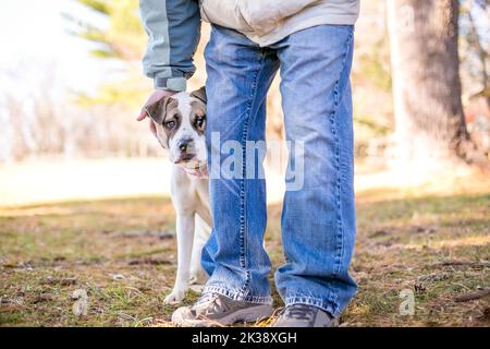 Ein schüchterner Mischlingshund versteckt sich hinter einer Person mit Ein nervöser Ausdruck im Gesicht Stockfoto
