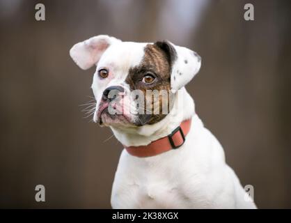 Ein Pug x Beagle x Bulldog Mischlingshund, der seitlich auf die Kamera schaut Stockfoto