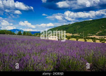 Lavendelfeld auf dem Albion-Hochplateau Stockfoto
