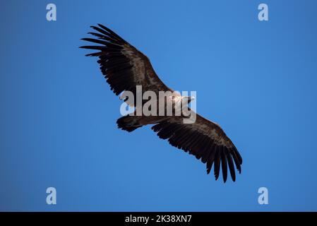 Geier fliegt von unten Stockfoto