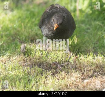 Eine männliche Amsel (Turdus merula) mit einem Wurm in einem Yorkshire-Garten in England. Stockfoto